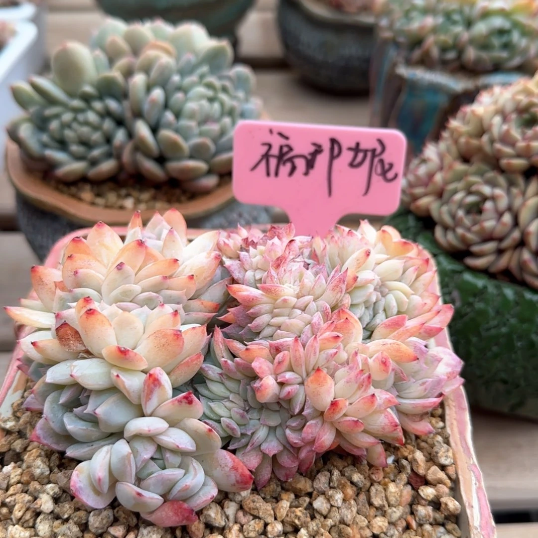 莎莎女王缀化五十包邮