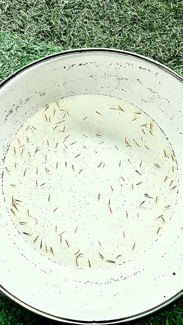 血统锦鲤 水花观赏鱼 好养耐活小型淡水鱼