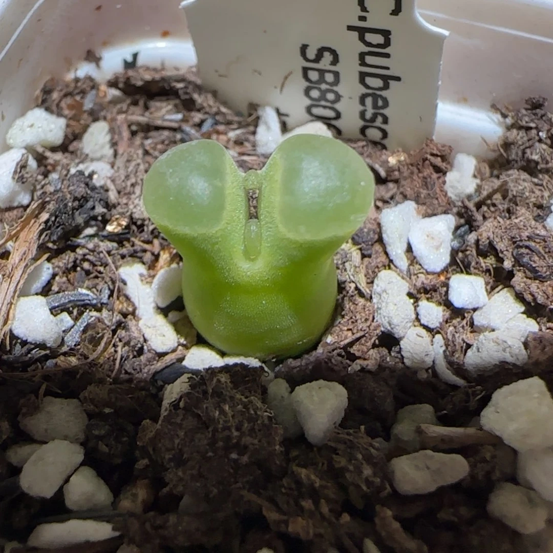 肉锥多肉植物百科2-极窗有疤1678