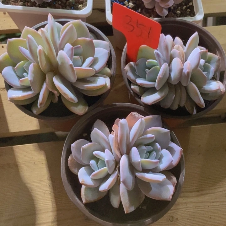 这么大个人都有女朋友啦