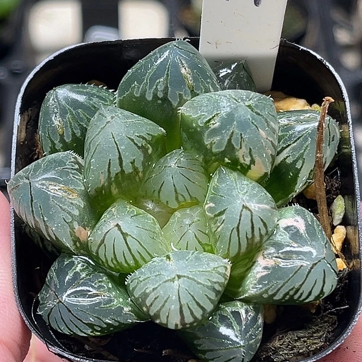 44大窗变异OM玉露锦