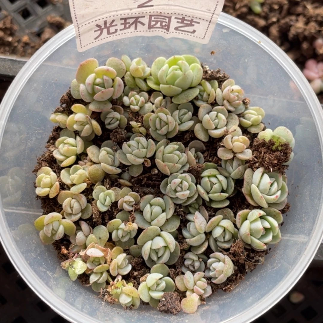 2凌峰切糕，黄心宽胖叶