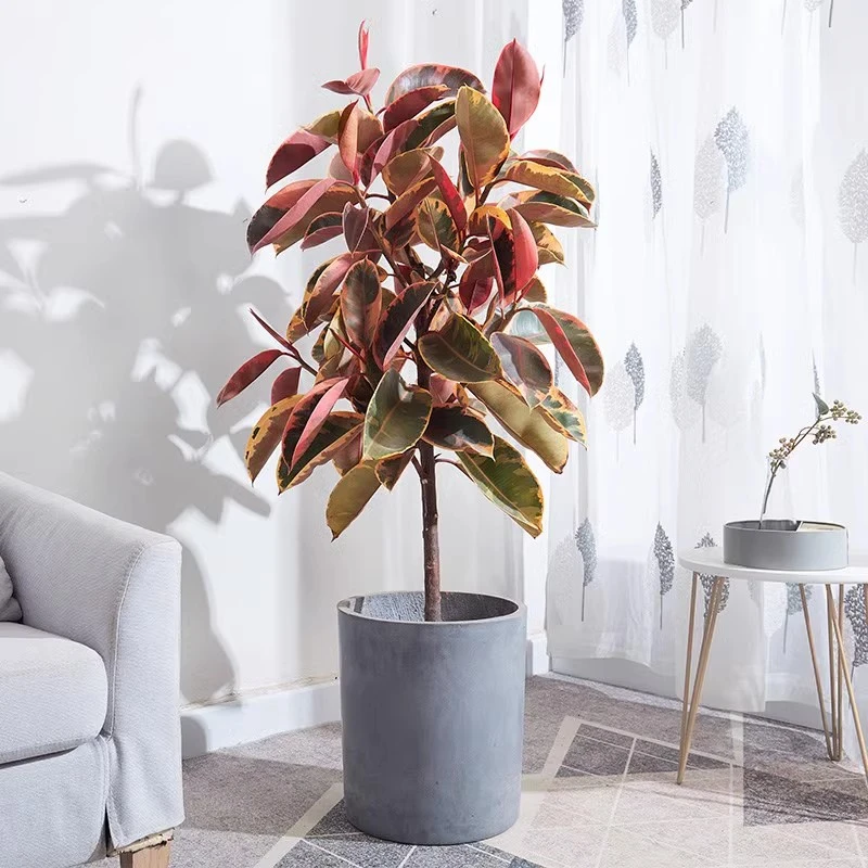 红关公 花金刚办公室 客厅 大堂 走廊 大型摆放绿植盆栽夏季喜欢