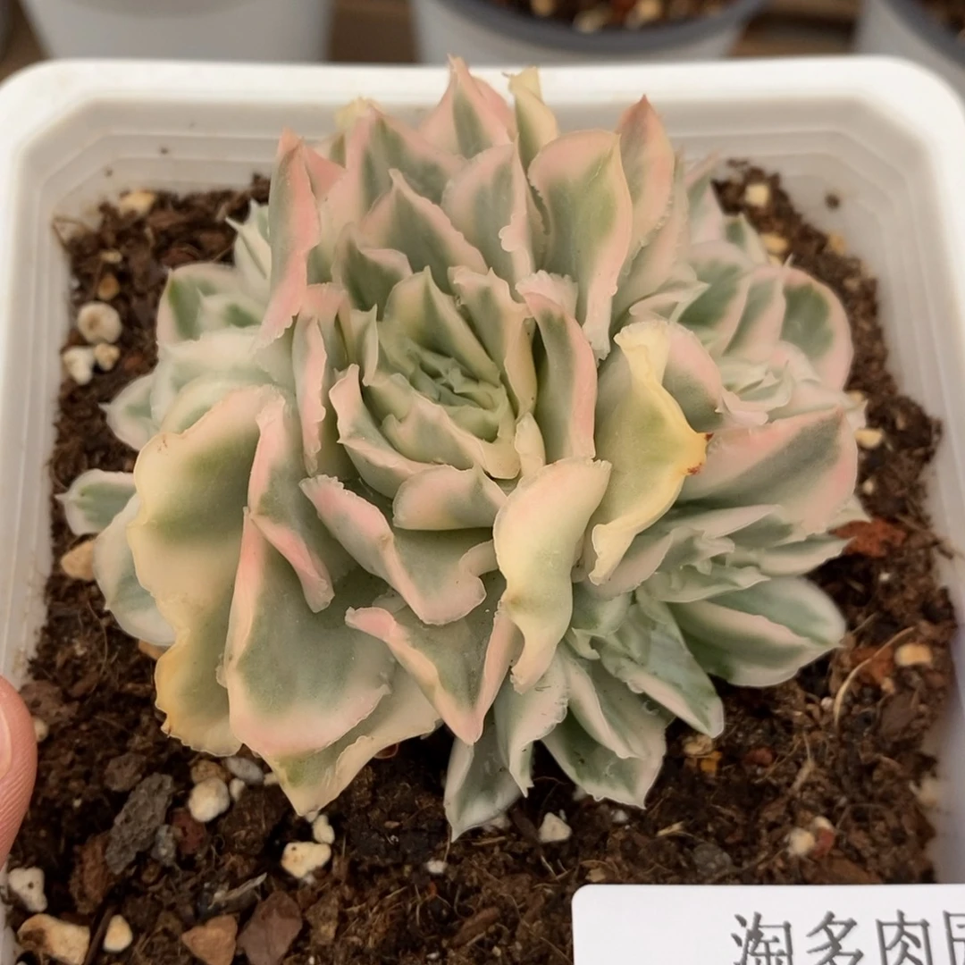 紫蝴蝶锦多肉植物1634