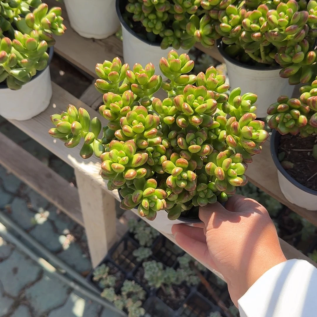 丸叶松露多肉植物