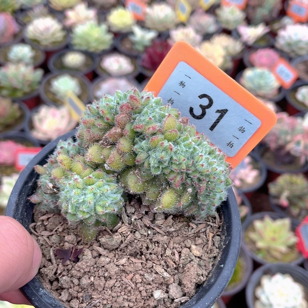 毛球缀31号多肉植物