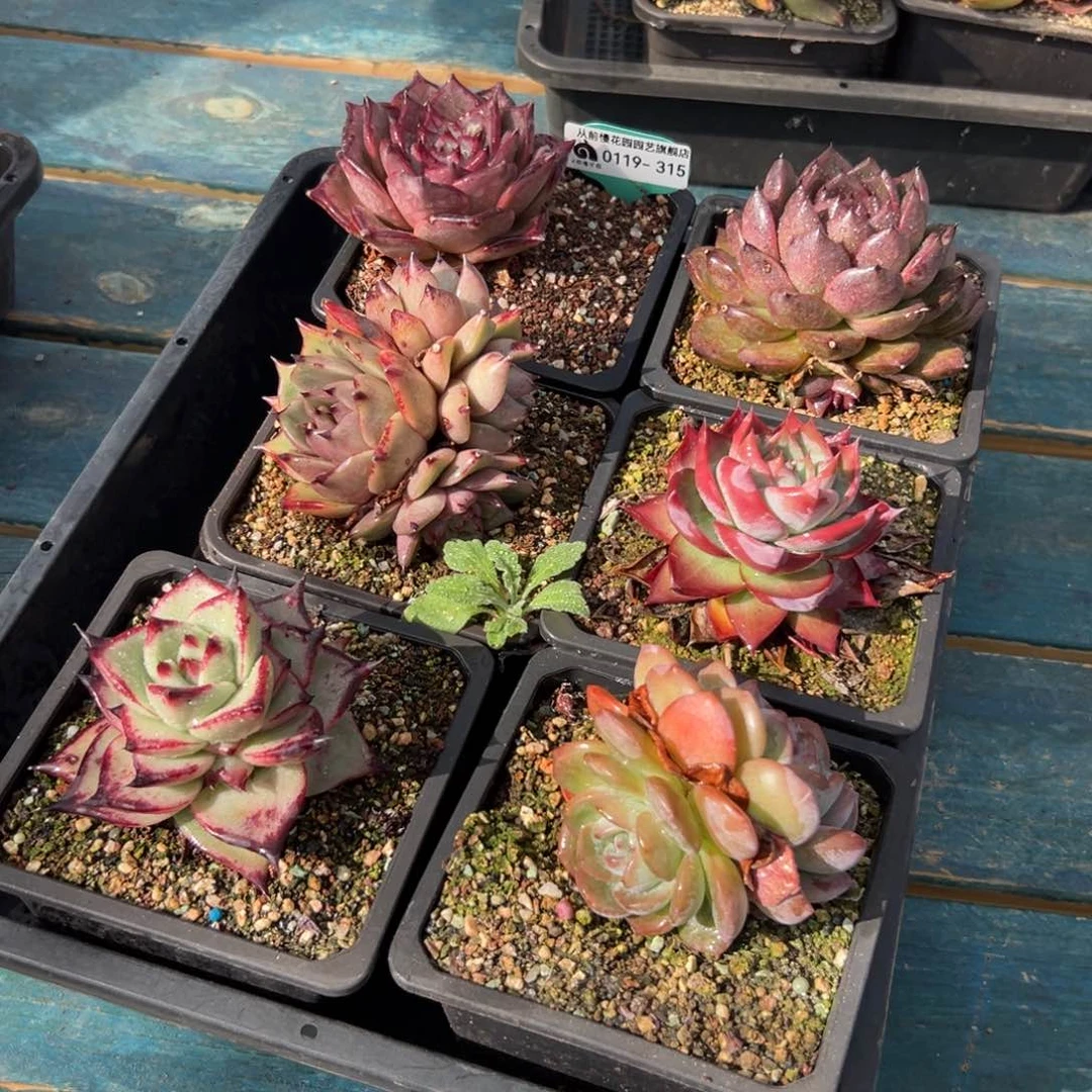 多肉精选编号0119.315