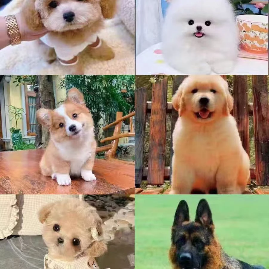 宠物相册定制连接