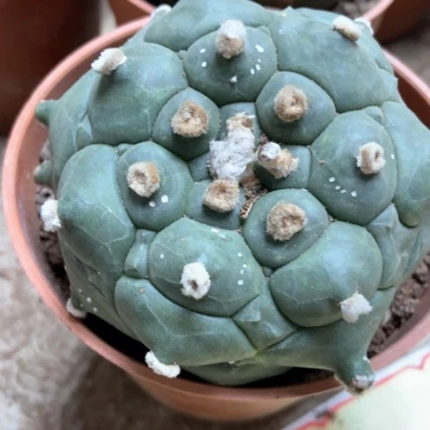 龟甲兜仙人球28米香入味