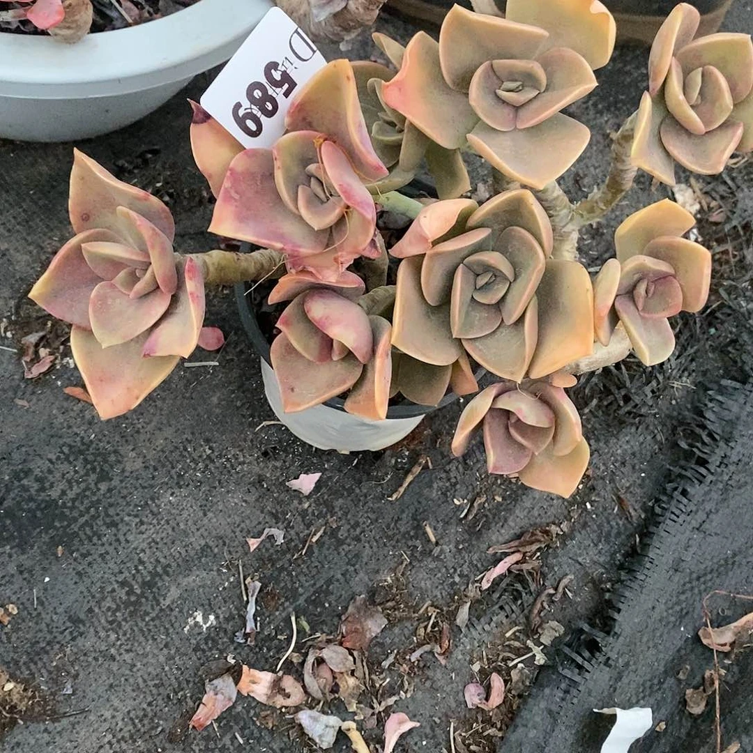 D*589赫氏多肉植物