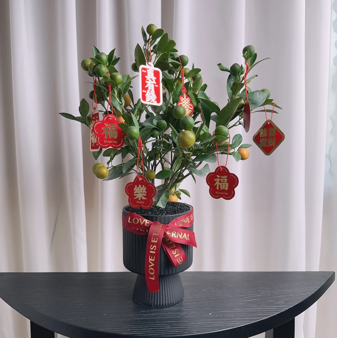 【大吉大利】四季年桔腊八花材盆栽植物室内花卉绿植好养阳台年宵花