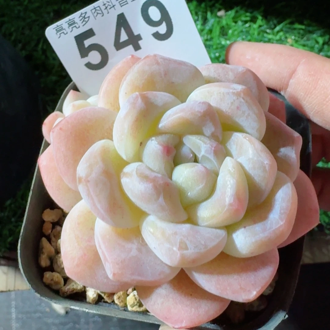 秒       多肉植物