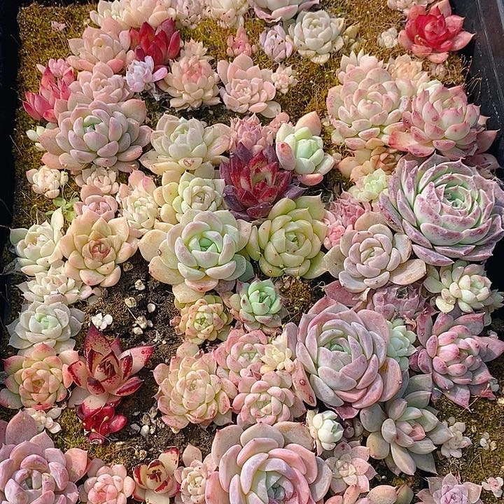 208 多肉植物盆栽花卉植物