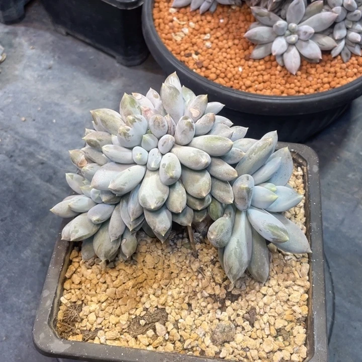 【闪购商品】超胖哥特