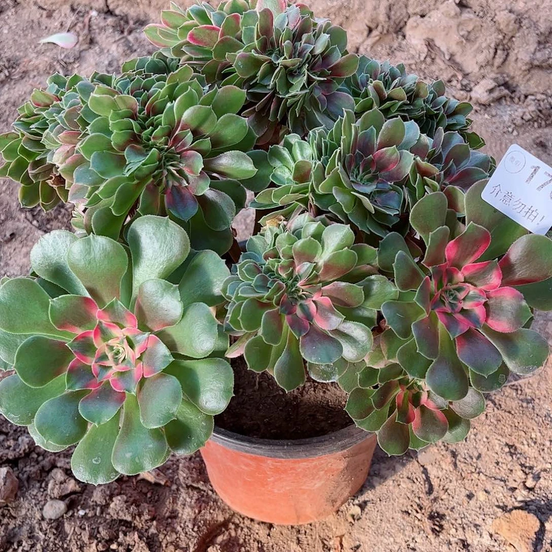 无花朵多肉植物176