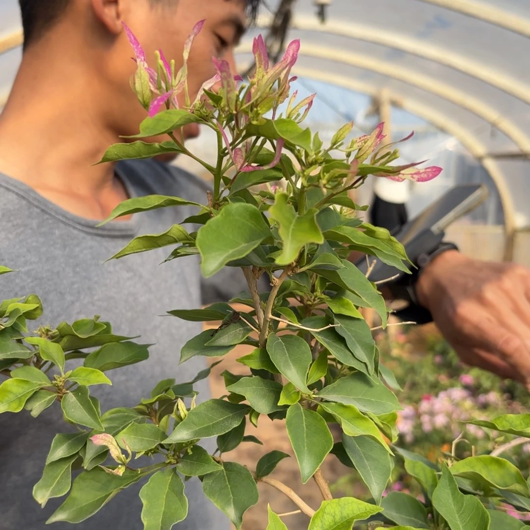 全部花苞（性感冰）三角梅会落花落叶苗有大有小