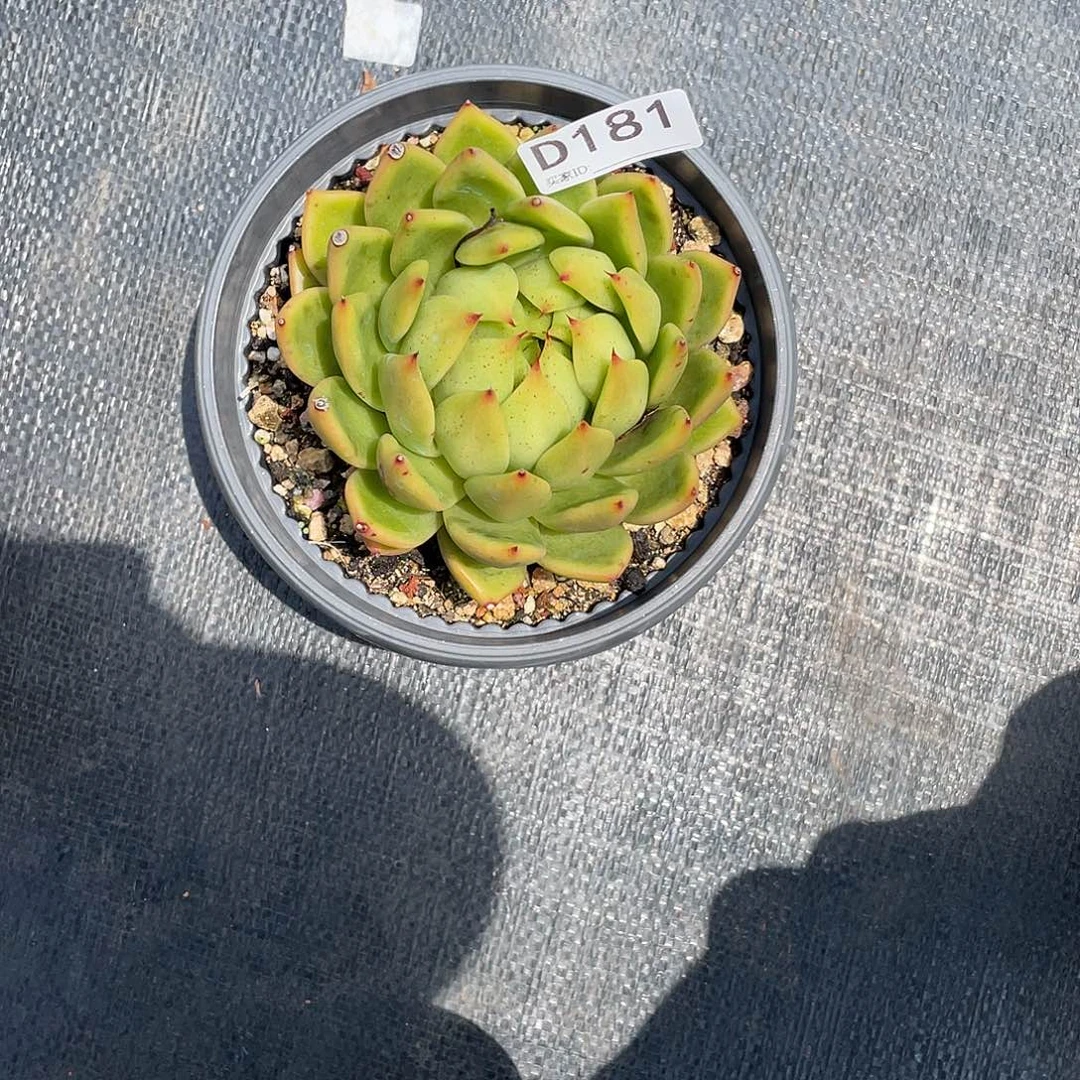 若如东云单拍D181