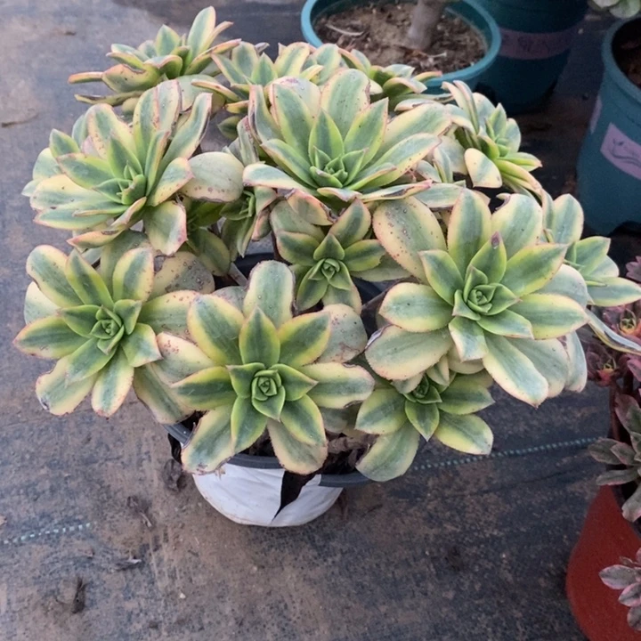 星爆多肉植物14。