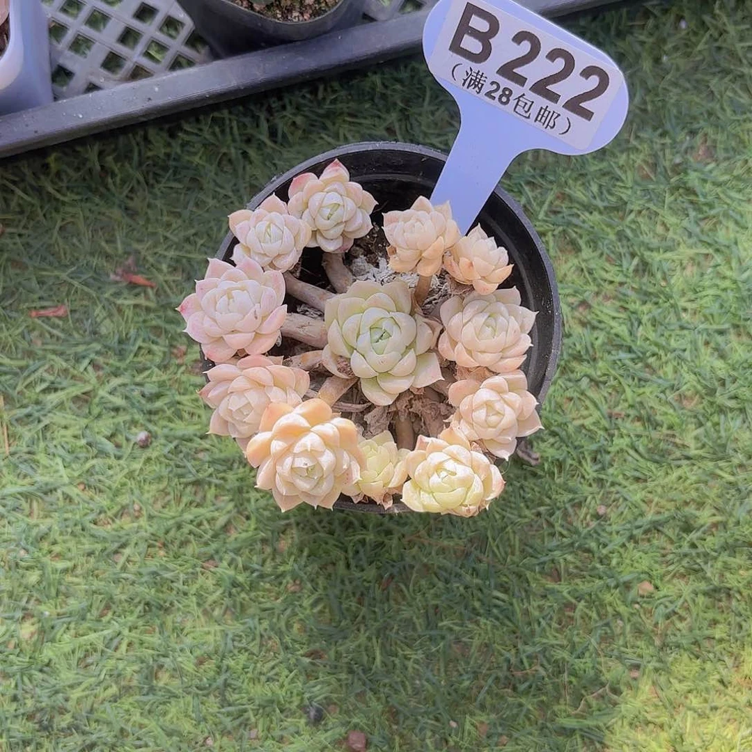 B222白月影一物一拍