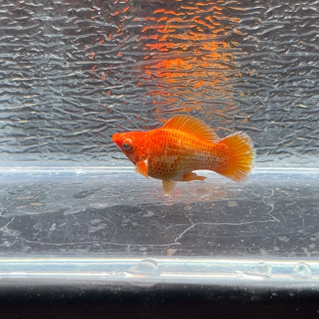 孔雀鱼玛丽鱼一条黄金公