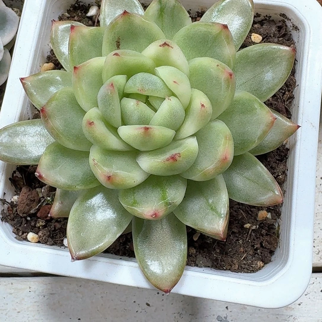 珍妮锦多肉植物哈