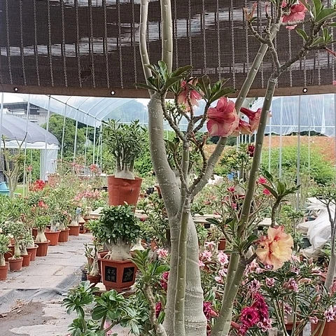 【闪购商品】无花朵心**愿绿植