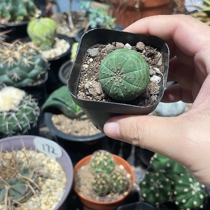 实生布纹球仙人球一颗