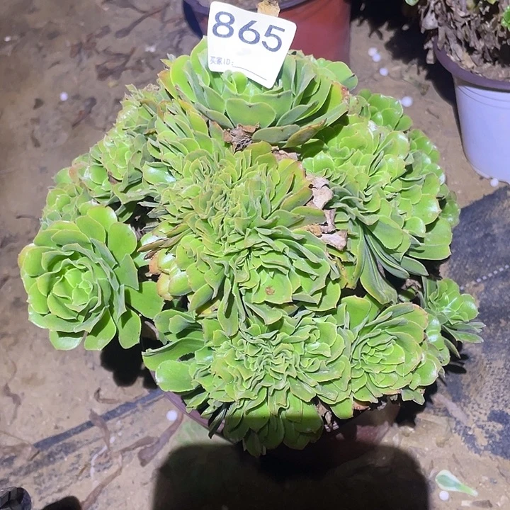 多肉植物断枝不包865绿杨蓉追