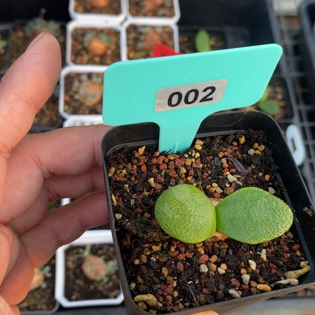 钢挫灯台百合一个