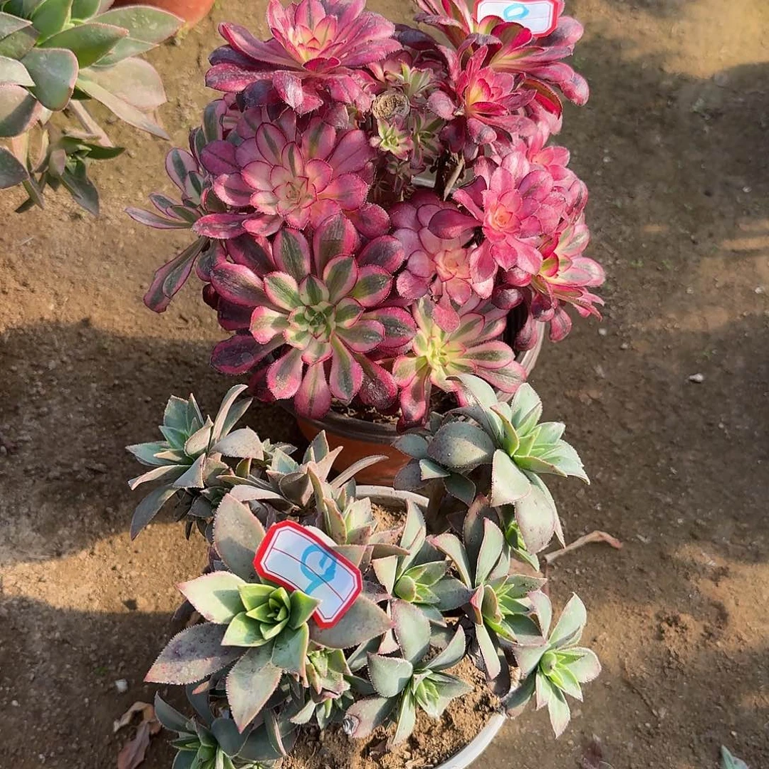 无主头2个8号9号的，