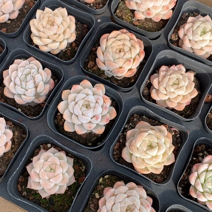 158玫瑰爪单头 福利待遇