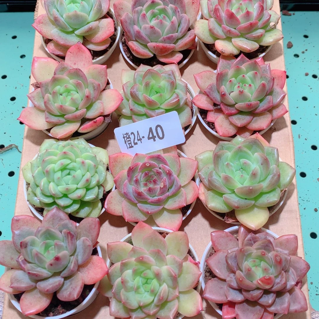 24-40一物一拍多肉带盆18颗