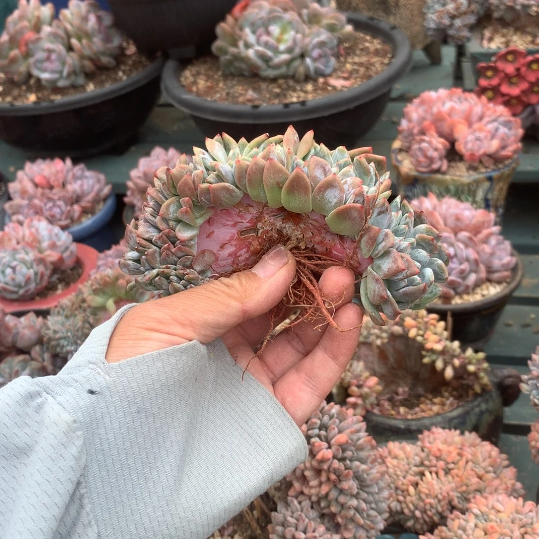 无花朵缀化树花花花花花11