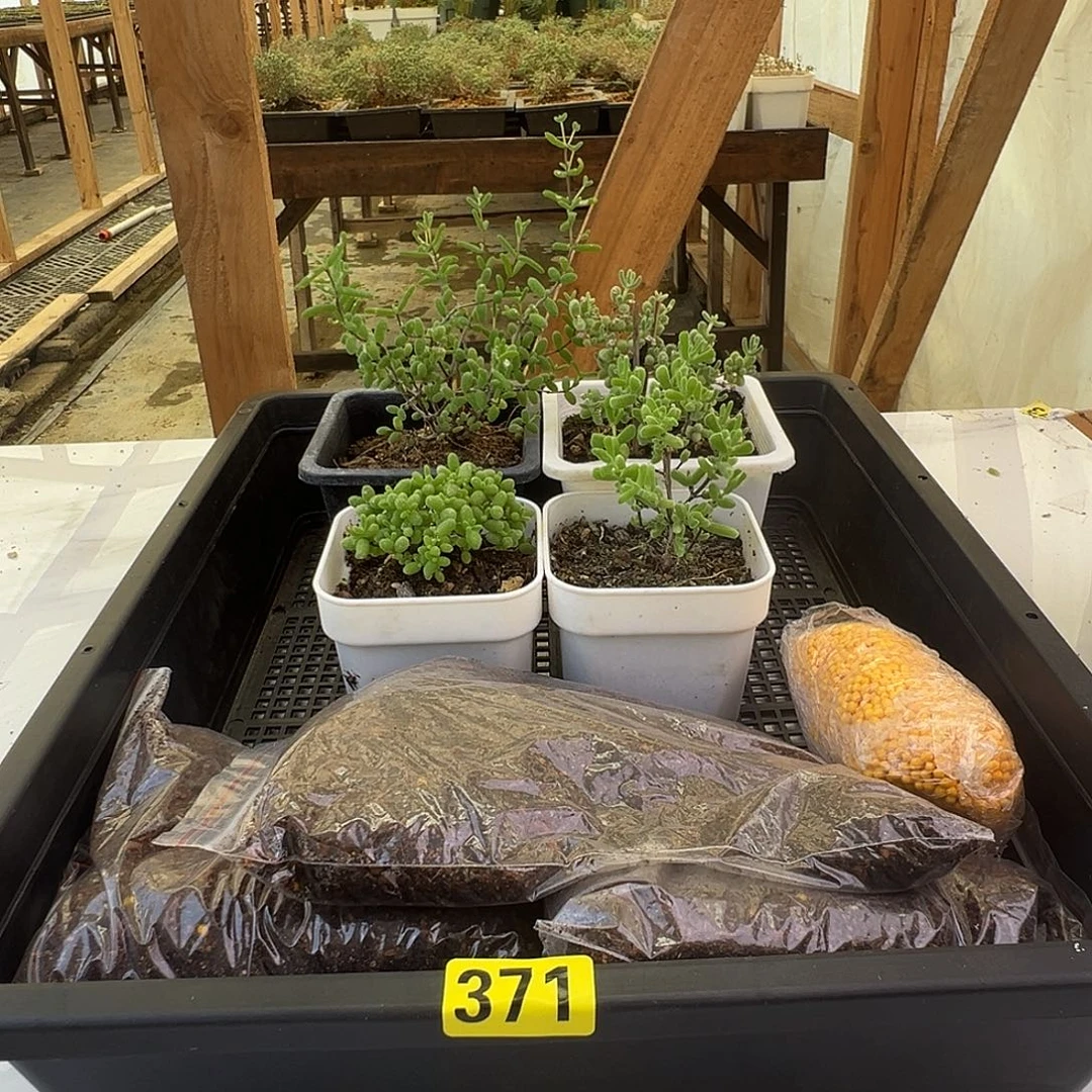 枝干番杏多肉植物371