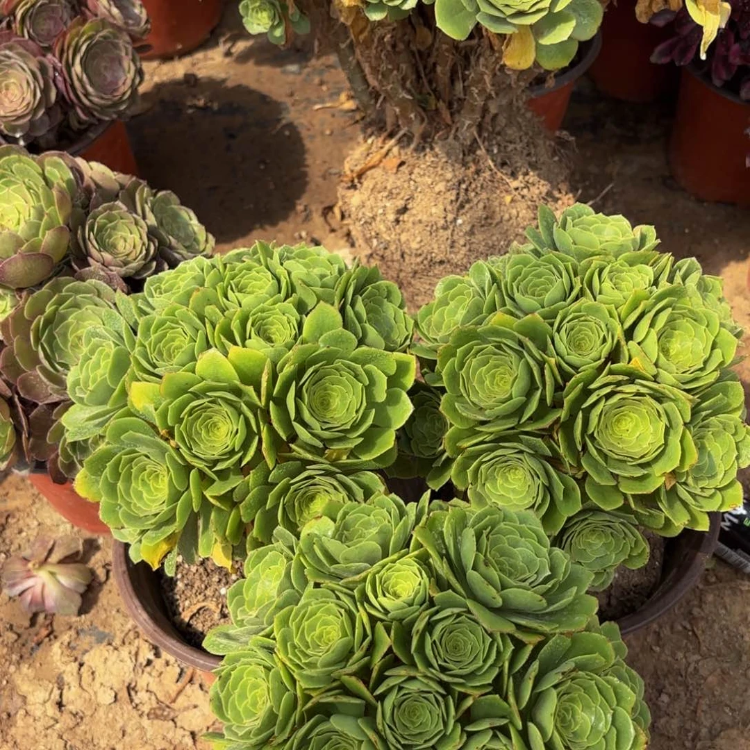 绿玫瑰绣球9.9多肉植物