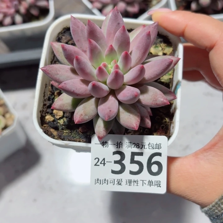 金鱼姬无盆土发货无盆