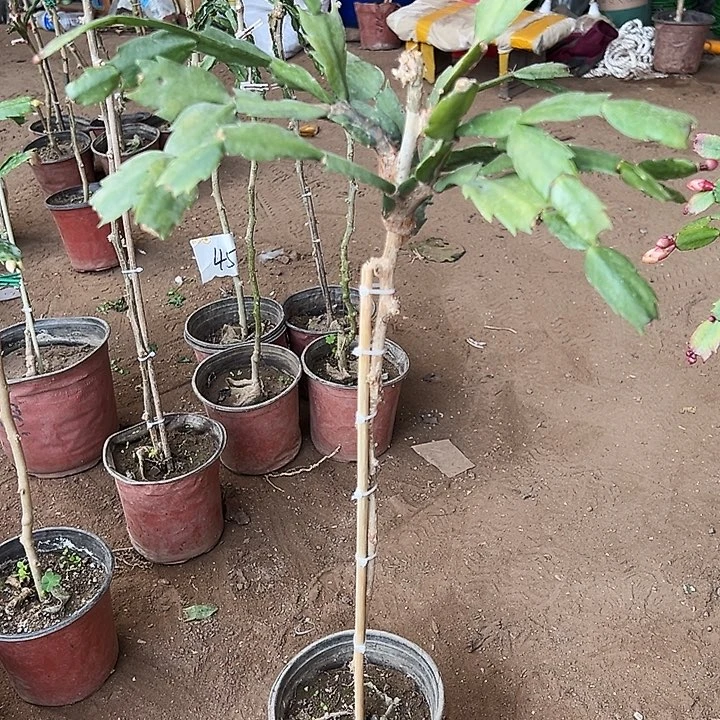 叶仙嫁接一层黄色金媚一颗编号14