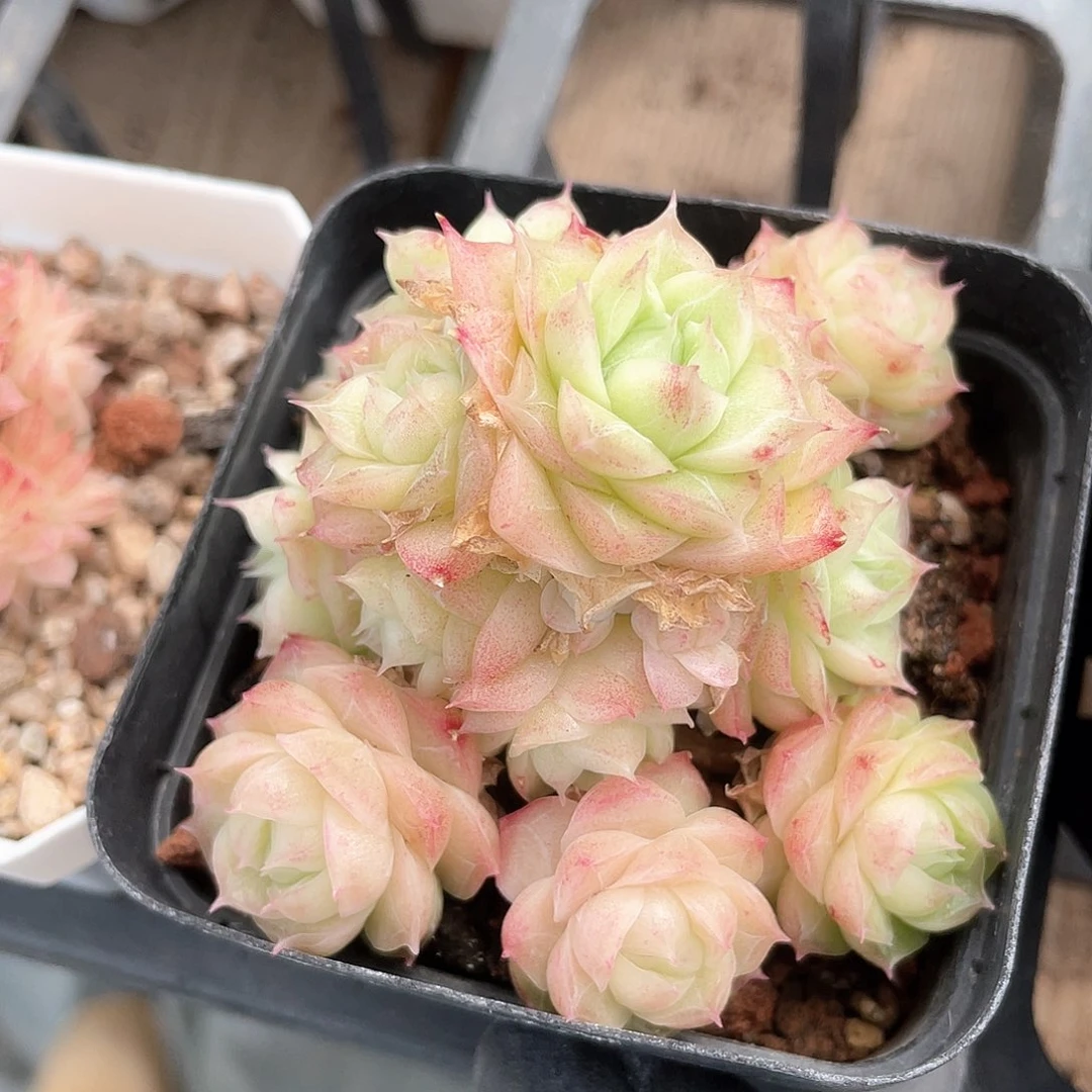 Z***?优选女王福利1091