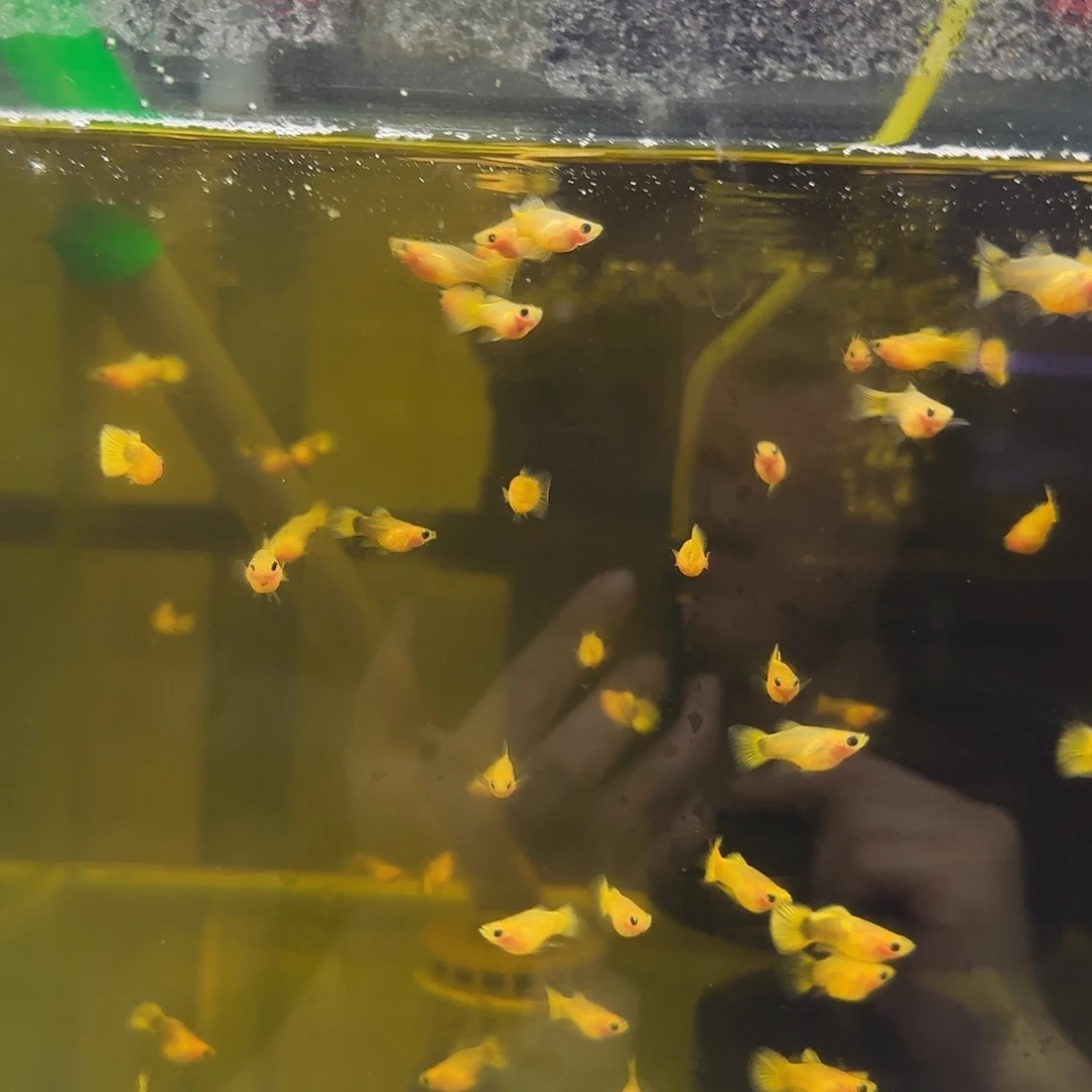 孔雀鱼A046黄金玻璃猫苗10条随机