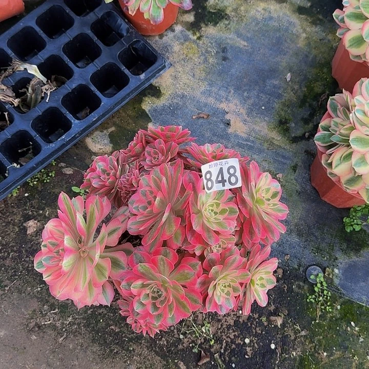 00000000000000848女巫缀