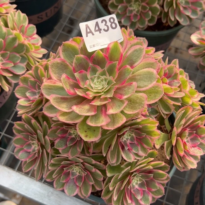 438孔雀翎20厘米左右