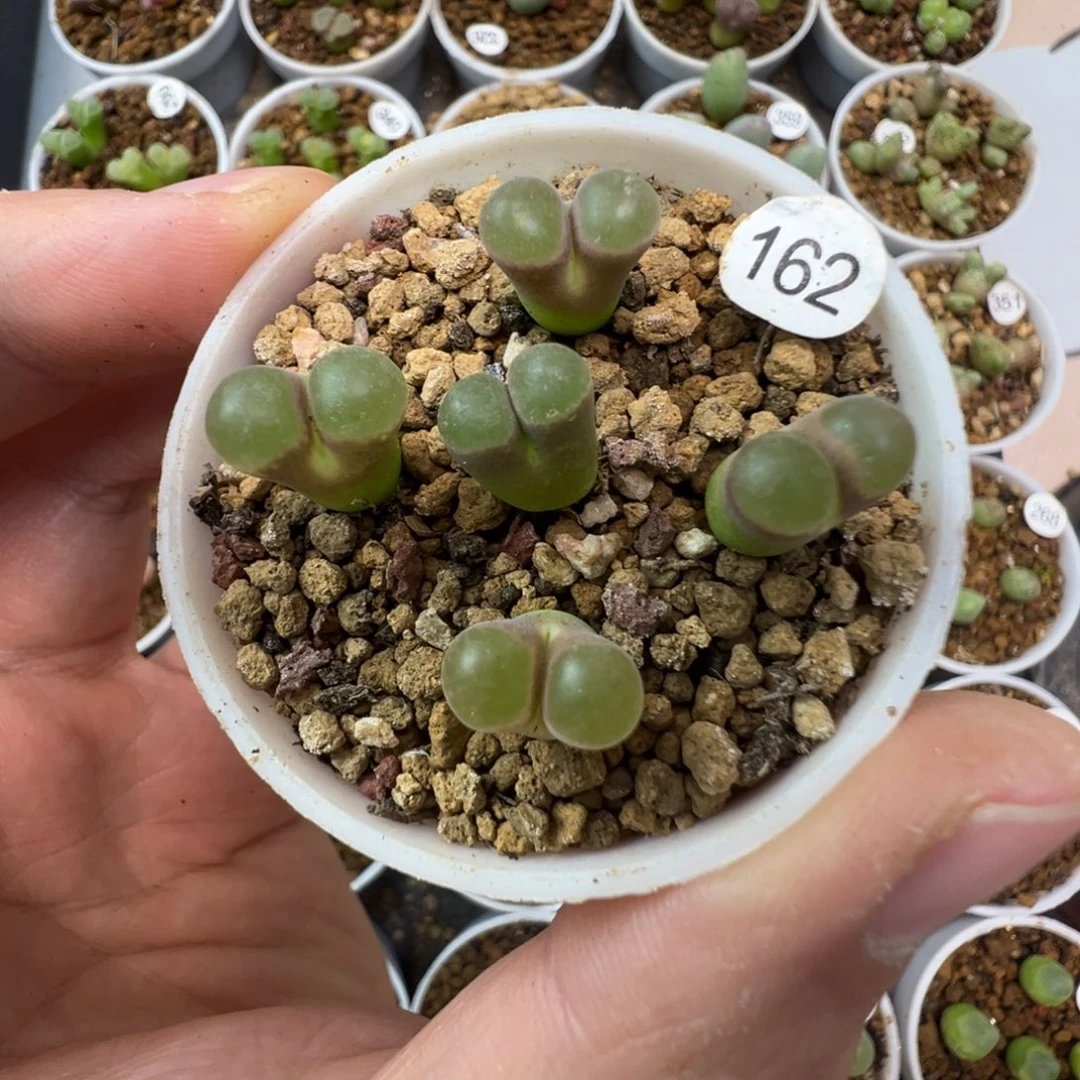 克里普兰磁铁一颗脱土1620000