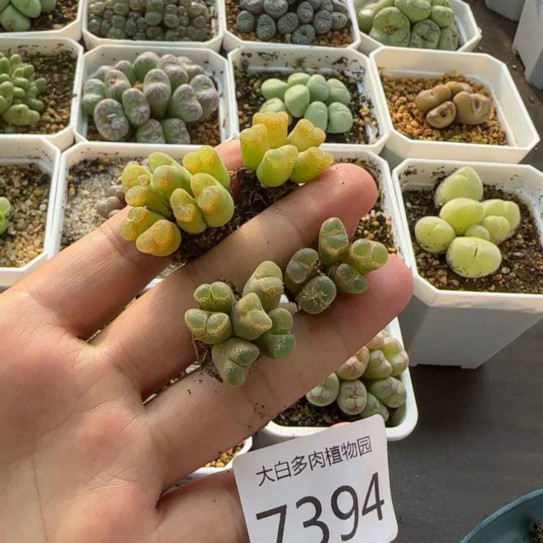 ๓***.7394大白多肉植物园