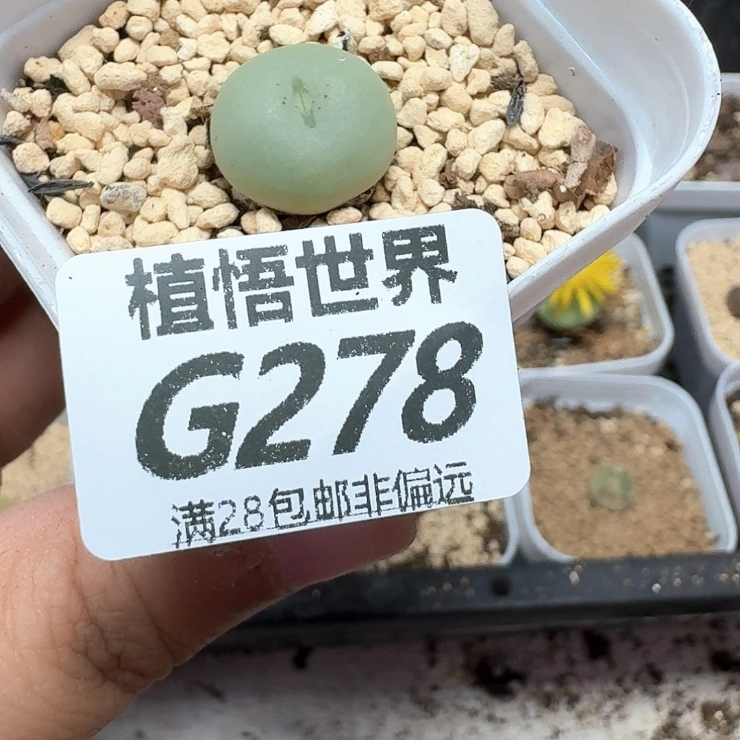 多肉植物的润泽额fg