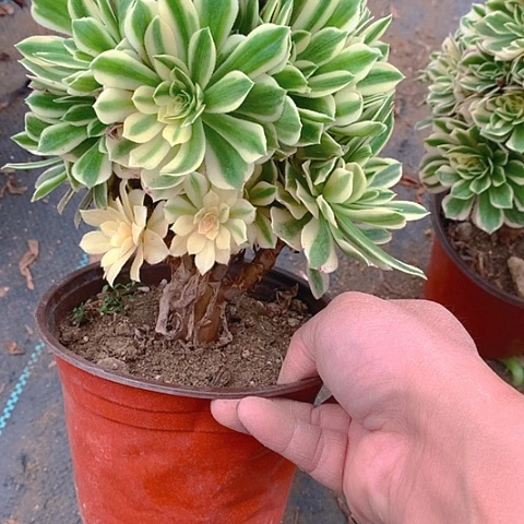 610艳凝多肉植物