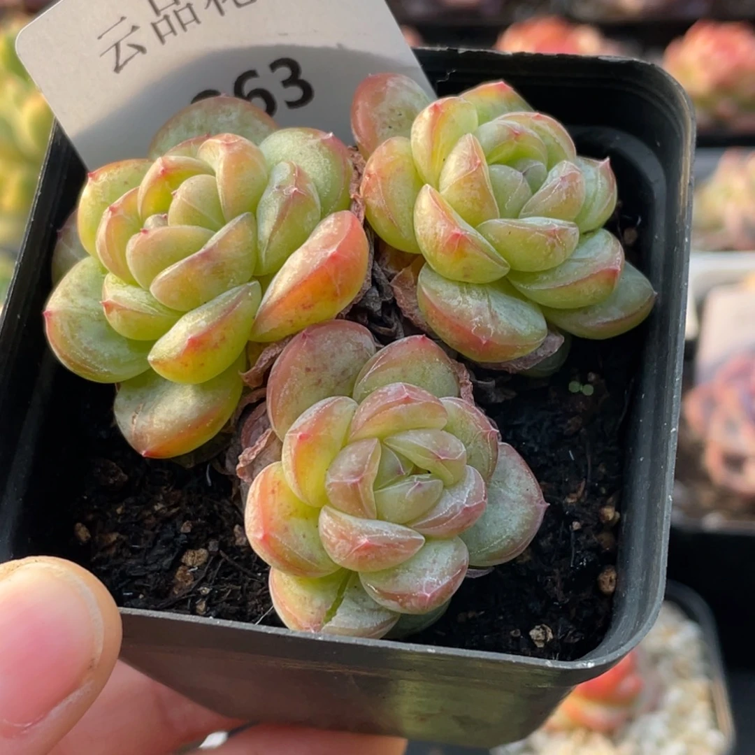 263号糖心冰心珍妮 星星珍妮