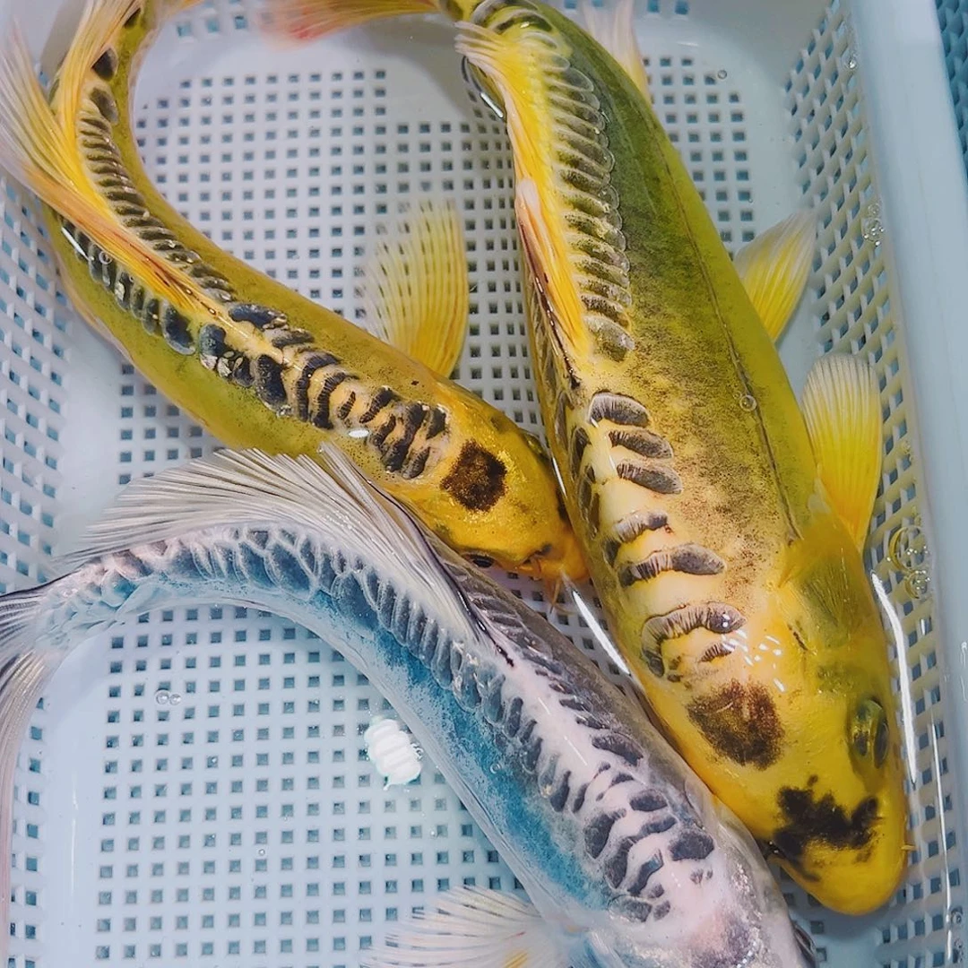 锦鲤锦鲤冷水观赏鱼