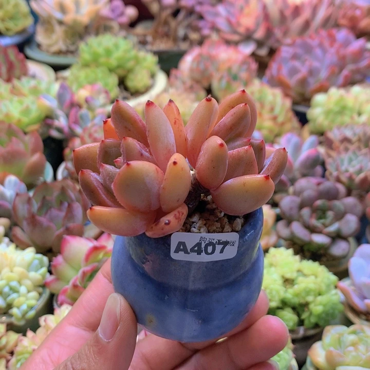 一物一拍含盆土满38包邮A407