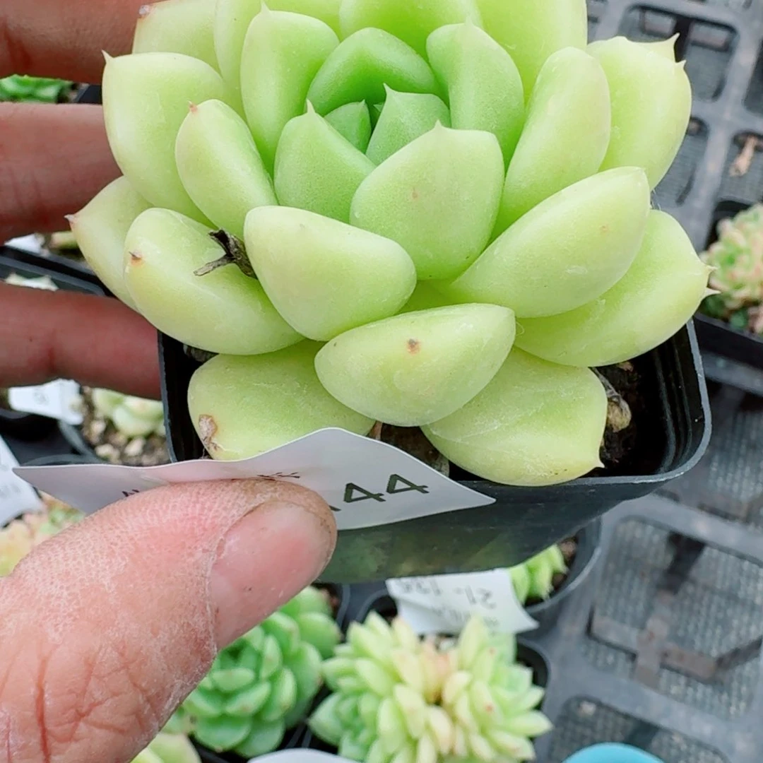 多肉杂交一物一拍左七21-144
