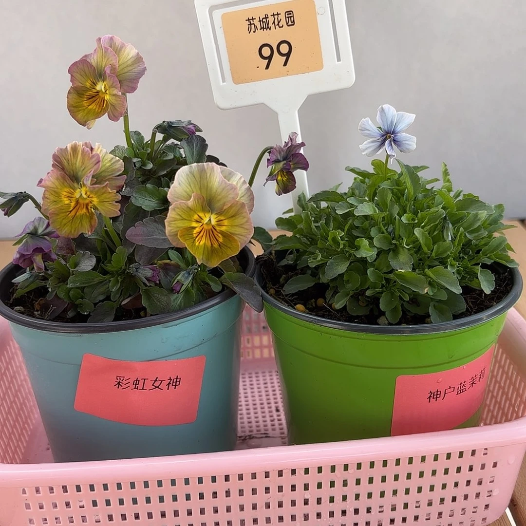 大部分开放少量花苞99